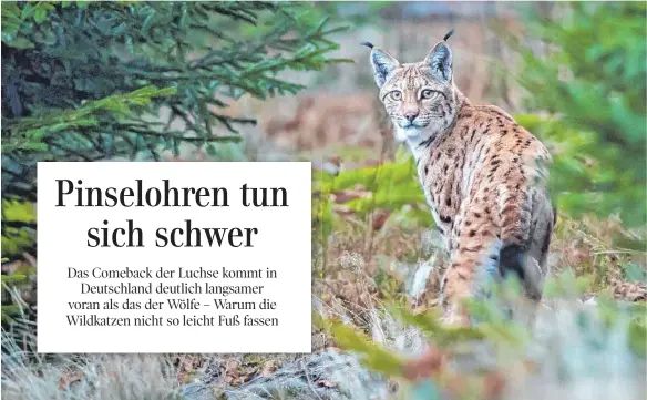  ?? FOTO: RAINER SIMONIS/DPA ?? Luchse gibt es auch im Nationalpa­rk Bayerische­r Wald zu entdecken – allerdings zeigen sie sich nur selten.