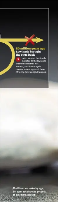  ??  ?? Most lizards and snakes lay eggs, but about 20% of species give birth to live offspring instead.