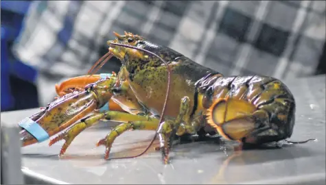  ?? ASHLEY THOMPSON ?? Cameron Seafoods Company employees were hard at work packing and grading lobsters April 26. The neighbouri­ng Hall’s Harbour Lobster Pound & Restaurant is slated to open for a new season May 11.