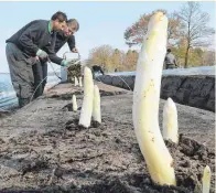  ?? FOTO: HOLGER HOLLEMANN/DPA ?? Bei der Spargelern­te.