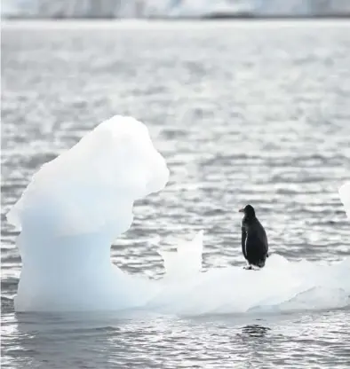  ?? REUTERS / ALEXANDRE MENEGHINI ?? Un pingüino, sobre un bloque de hielo que flota en el mar del sur de la Antártida.