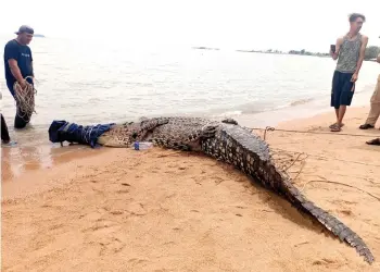  ?? — Bernama photo ?? The saltwater crocodile caught by the fishermen.