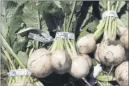  ??  ?? Charlie Neibergall — Associated Press File
In a Monday, June 10, 2019, file photo, Hakurei turnips sit in a field after being harvested on Andrew Dunham’s 80acre organic farm in Grinnell, Iowa.