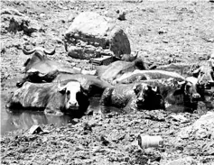  ??  ?? Buffalos in an empty riverbed in Umm Abbasiyat, some 60km east of Najaf. — AFP photo