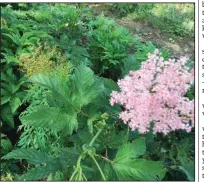  ??  ?? Filipendul­a rubra has fragrant leaves and flowers, likes moist soil in full sun and can grow 8 feet tall.