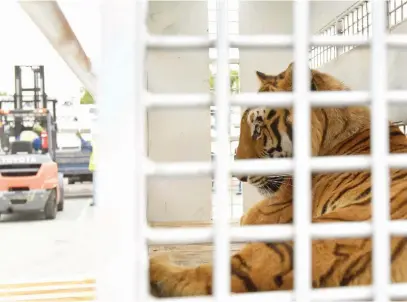  ?? Pictures: Neil McCartney ?? FREEDOM COME. A Guatemalan tiger arrives at OR Tambo cargo depot yesterday. Guatemala recently banned the use of animals in circuses. This tiger is destined for a sanctuary in the Free State.