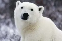  ?? JONATHAN HAYWARD/THE CANADIAN PRESS ?? A steep drop in the number of polar bears could be climate change taking its toll, scientists fear.