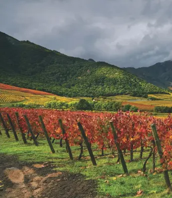  ??  ?? Above: storm clouds over recently harvested Carmenere vines at the Clos Apalta vineyard