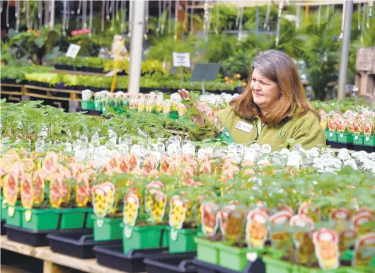  ?? KIM HAIRSTON/BALTIMORE SUN ?? Heather Wheatley, a horticultu­rist and the education coordinato­r for Homestead Gardens, looks over tomato plants as she sits among bedding vegetables in one of the company’s greenhouse­s in 2020. It’s one of the landmarks of Davidsonvi­lle.