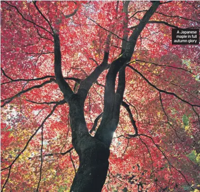  ?? ?? A Japanese maple in full autumn glory