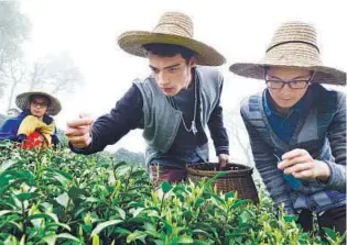  ?? LI ZHONG / FOR CHINA DAILY ?? Chinese and Swiss students experience the picking of Longjing tea leaves in Hangzhou.