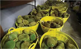  ??  ?? Crates and crates of durians waiting to be distribute­d to participan­ts of the Durian Run – none was wasted, as everyone joined in to eat the fruit at the end.