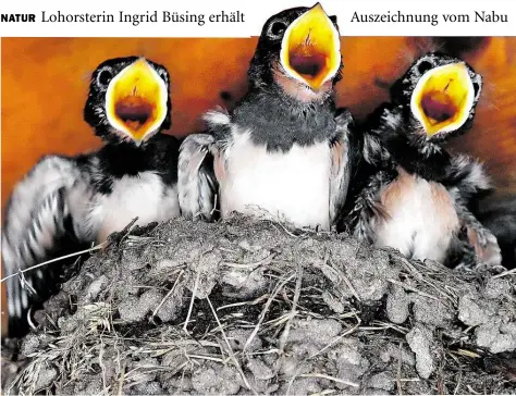  ?? +: RAINER JENSEN/DPA ?? Nach Futter verlangen diese jungen Schwalben unter einem Dachvorspr­ung: Auch in Lohorst – auf dem Hof der Familie Büsing – brüten die Zugvögel im Frühjahr und Sommer, bevor es sie wieder in südliche Gefilde zieht.