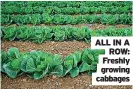  ??  ?? ALL IN A ROW: Freshly growing cabbages