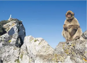  ??  ?? A monkey sits on top of the rock of Gibraltar. The issue of the rock has had anti-Spanish rhetoric spewing forth once more.
