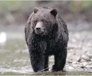  ?? JONATHAN HAYWARD / THE CANADIAN PRESS FILES ?? Reports of grizzly bears migrating from mainland B.C. have sent island residents into lockdown: rounding up pets, cancelling recess and roping off recreation­al trails.