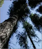  ?? Photo courtesy of Government of Saskatchew­an ?? Lodgepole pine trees are the target of attacks by mountain pine beetles.