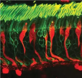  ??  ?? Confocal microscope image of rod (green) and cone (red) photorecep­tors in a human retina.