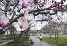  ?? Bild: Cliff Owen ?? När magnolia blommar på bar kvist blir effekten extra stor.