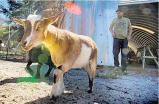  ?? JOE BURBANK/STAFF PHOTOGRAPH­ER ?? First-generation farmer Zach Kauffman tends goats he hopes will be licensed for producing milk and cheese.