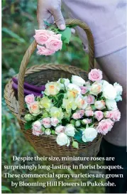  ??  ?? Despite their size, miniature roses are surprising­ly long-lasting in florist bouquets. These commercial spray varieties are grown by Blooming Hill Flowers in Pukekohe.