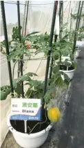  ??  ?? At left is a Diana watermelon in fruit while at right is a wax gourd with round fruit grown in a container.