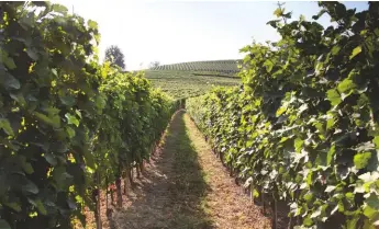  ??  ?? Below: Paolo Scavino’s Bric dël Fiasc vineyards in Castiglion­e Falletto