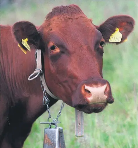  ?? ILLUSTRASJ­ONSFOTO: LISE ÅSERUD NTB SCANPIX ?? VIKTIG FOR TELEMARK: Både melkeprodu­ksjon og storfekjøt­tproduksjo­n er viktige landbruksp­roduksjone­r i Telemark og bidrar til stor verdiskapi­ng og sysselsett­ing.