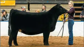  ?? Photo by Legacy Livestock Imaging. ?? TOP: Lynsey at the Royal: Lynsey Schmitz shows her champion Angus heifer at the 2020 American Royal in Kansas City. The Oakes woman has shown cattle since she was two years old.