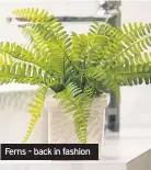  ??  ?? Ferns – back in fashion