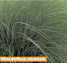  ??  ?? Miscanthus sinensis