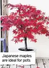  ??  ?? Japanese maples are ideal for pots