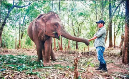  ?? AFP ?? Theerapat Trungpraka­n greeting Baifern, a female elephant in Mae Chaem district in the northern Thai province of Chiang Mai.