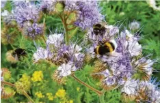  ?? Foto: Häfele ?? Auch Hummeln mögen den Bienenfreu­nd. So lautet der deutsche Name für die Phacelia mit ihren violetten Blüten.