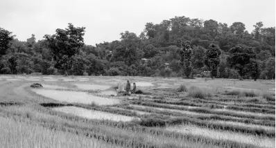  ?? AP ?? Indian farmers wear raincoats as they tend to their paddy fields in Dharmsala, India, Monday, July 19, 2021. India was one of the perceived rising stars in the Asian economic landscape.