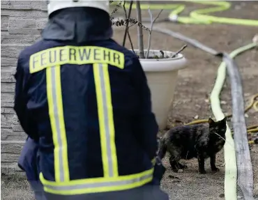  ?? Foto: dpa/Oliver Berg ?? Die einäugige Katze in der Brandruine lässt sich nicht einfangen.