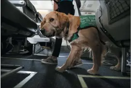  ?? RAY CHAVEZ — STAFF PHOTOGRAPH­ER ?? A dog handler and a golden retriever puppy, with Guide Dogs for the Blind, look for their assigned seat aboard an Alaska Airlines plane as part of the dog’s training at Oakland Internatio­nal Airport on Saturday.