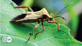  ??  ?? Transmitid­a por un insecto que llamado Trypanosom­a cruzi (foto), la enfermedad, causa más muertes en América Latina que cualquier otra enfermedad parasitari­a, incluida la malaria.