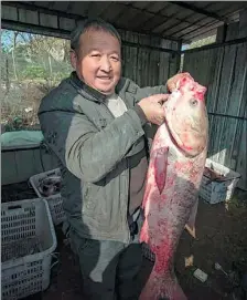  ?? WANG ZEDONG / FOR CHINA DAILY ?? A fisherman holds up his catch during a winter harvest at Daye Lake in Huangshi, Hubei province, in December 2018.