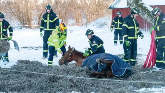  ?? BILD: HENRIK WILLIAMSSO­N ?? Faxha fick halm och ett täcke för att hålla värmen i väntan på att lyftutrust­ningen skulle komma på plats.