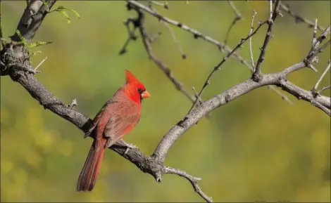  ?? BRENDA THARP VIA ASSOCIATED PRESS ?? A 2016 photo provided by Brenda Tharp shows a bright red male cardinal sitting in a tree in Tuscon, Ariz. Composing to place the bird on the left in the rule of thirds zone gives room for the bird to look into the frame and creates more impact.