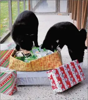 ??  ?? CHRISTMAS FELINE: Cats Jonny and Curly Tom check out their donated gifts