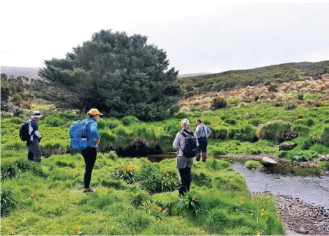  ?? FOTO: P. TISCH/DPA ?? Besucher der subantarkt­ischen Campbell Island stehen vor der einzelnen Sitka-Fichte, die nur von Sträuchern und Gräsern umgeben ist.