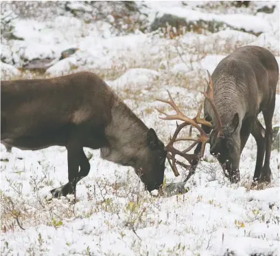  ?? ALBERTA WILDERNESS ASSOCIATIO­N ?? Oilsands developmen­t has led to a steep decline in Alberta’s woodland caribou population.