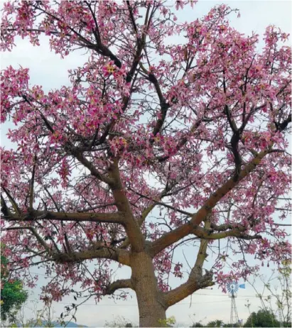  ?? Fotos: Ferdinand Rüther ?? Dieser Florettsei­denbaum in voller Blüte steht zwischen Teulada und Benissa.