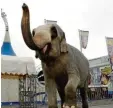  ?? Foto: Dobos ?? Für Zirkusse in Augsburg soll ein Wildtierve­rbot kommen.