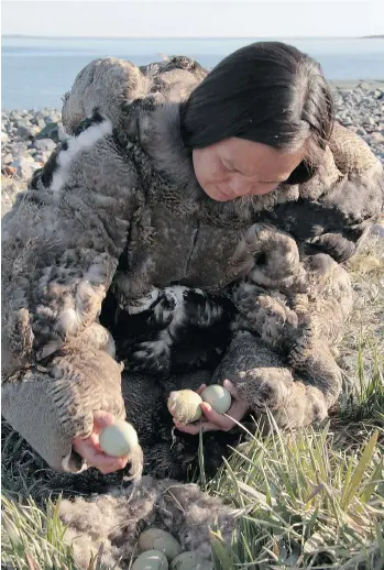  ??  ?? An Inuit woman wearing an eider skin parka collects duck eggs in a shot from the film People of a Feather.