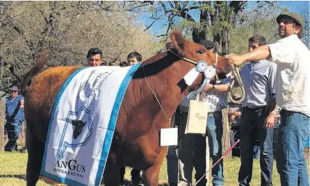  ?? ARCHIVO LA NUEVA. ?? DE LA muestra tomarán parte unas 40 cabañas de todo el país. La buena calidad de los animales está garantizad­a.