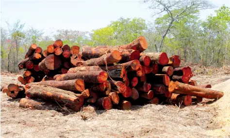  ?? DANIEL BENJAMIM | MOXICO | EDIÇÕES NOVEMBRO ?? Autoridade­s encontram vários lotes de Mussive, uma espécie de madeira cujo corte e venda estão proibidos