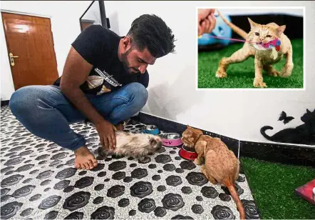  ??  ?? Pampered kitties: Taher attending to the feline guests at the cat hotel which he manages in the southern Iraqi city of Basra. (Inset) A cat playing with one of the many toys available. — AFP